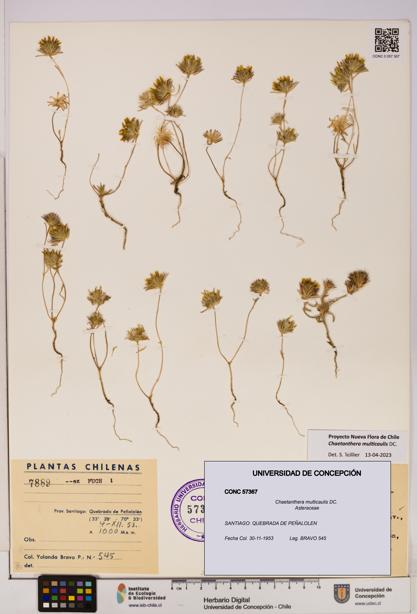 Chaetanthera multicaulis [Espécimen: UDEC:CONC:0057367]