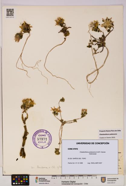 Chaetanthera pubescens [Espécimen: UDEC:CONC:0057372]