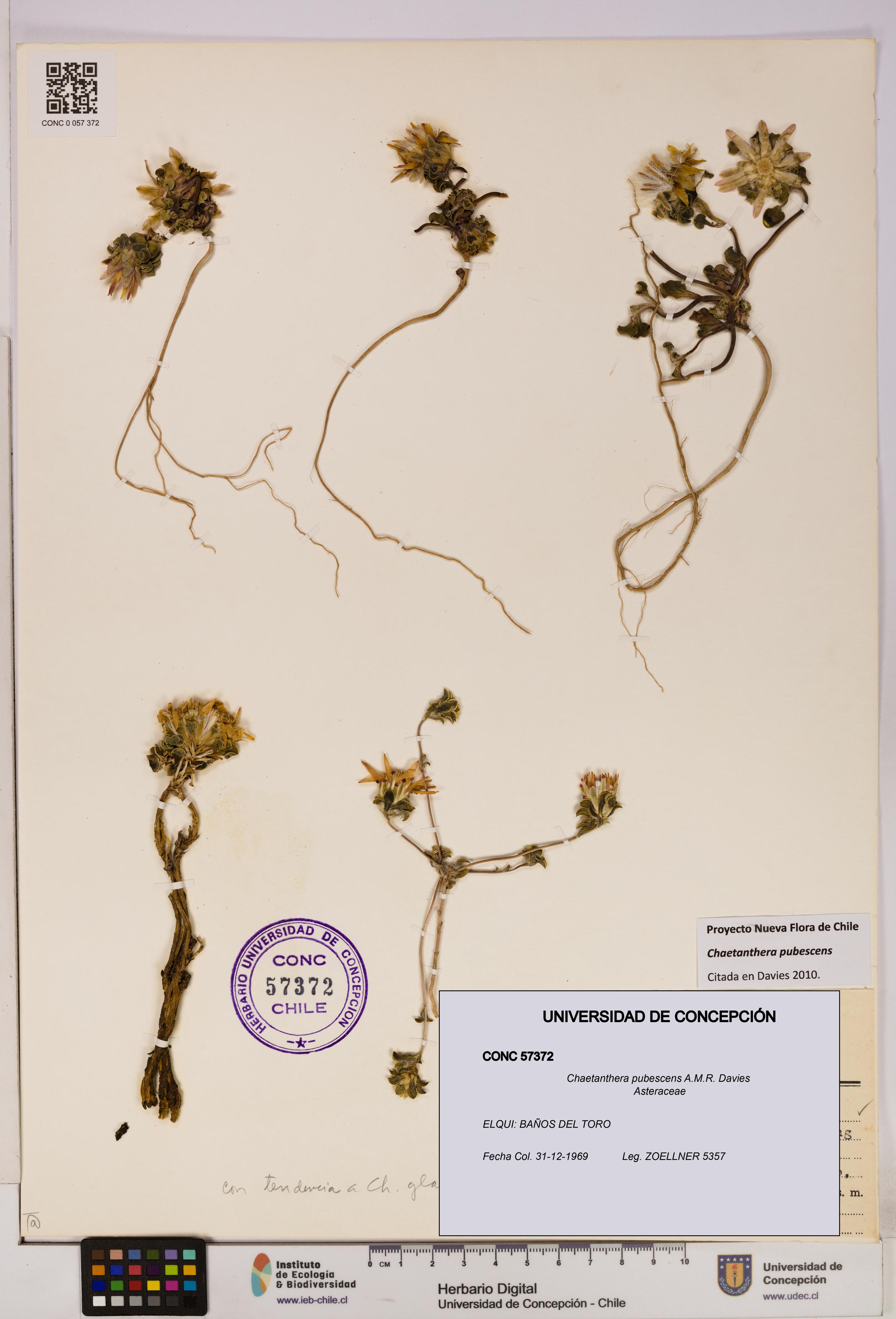 Chaetanthera pubescens [Espécimen: UDEC:CONC:0057372]