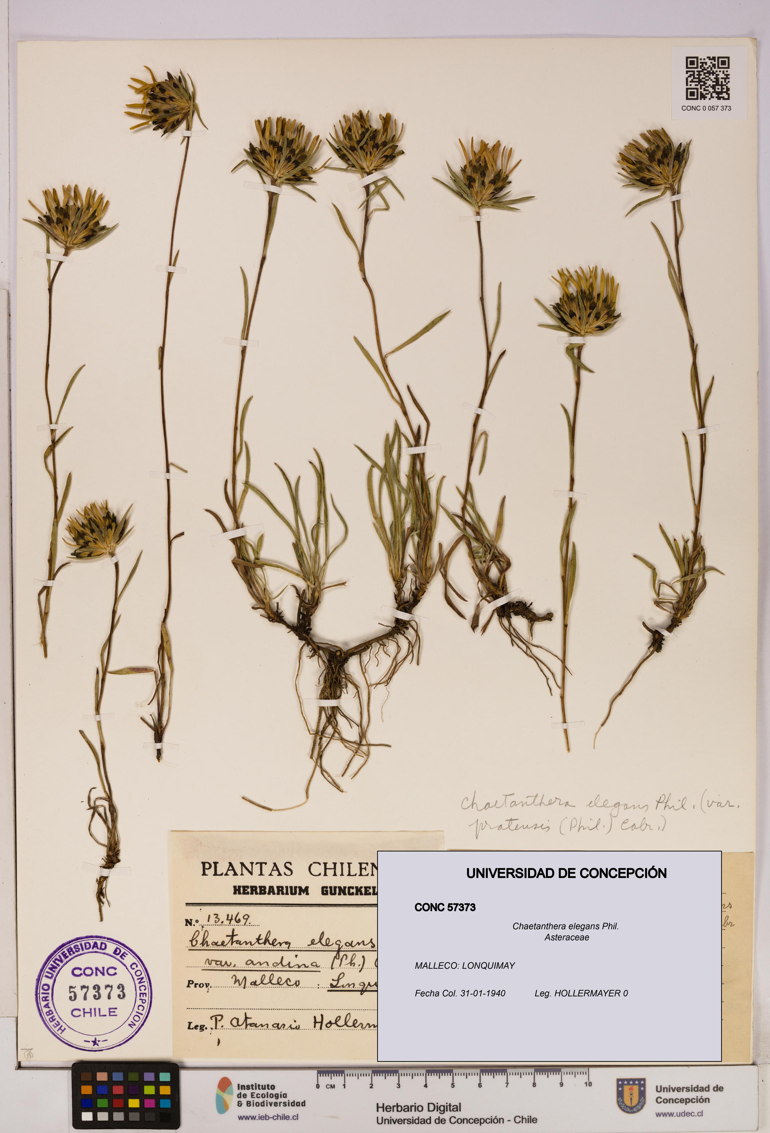 Chaetanthera elegans [Espécimen: UDEC:CONC:0057373]