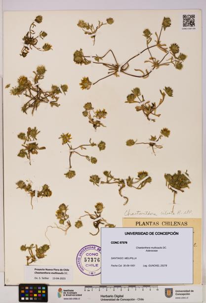 Chaetanthera multicaulis [Espécimen: UDEC:CONC:0057376]