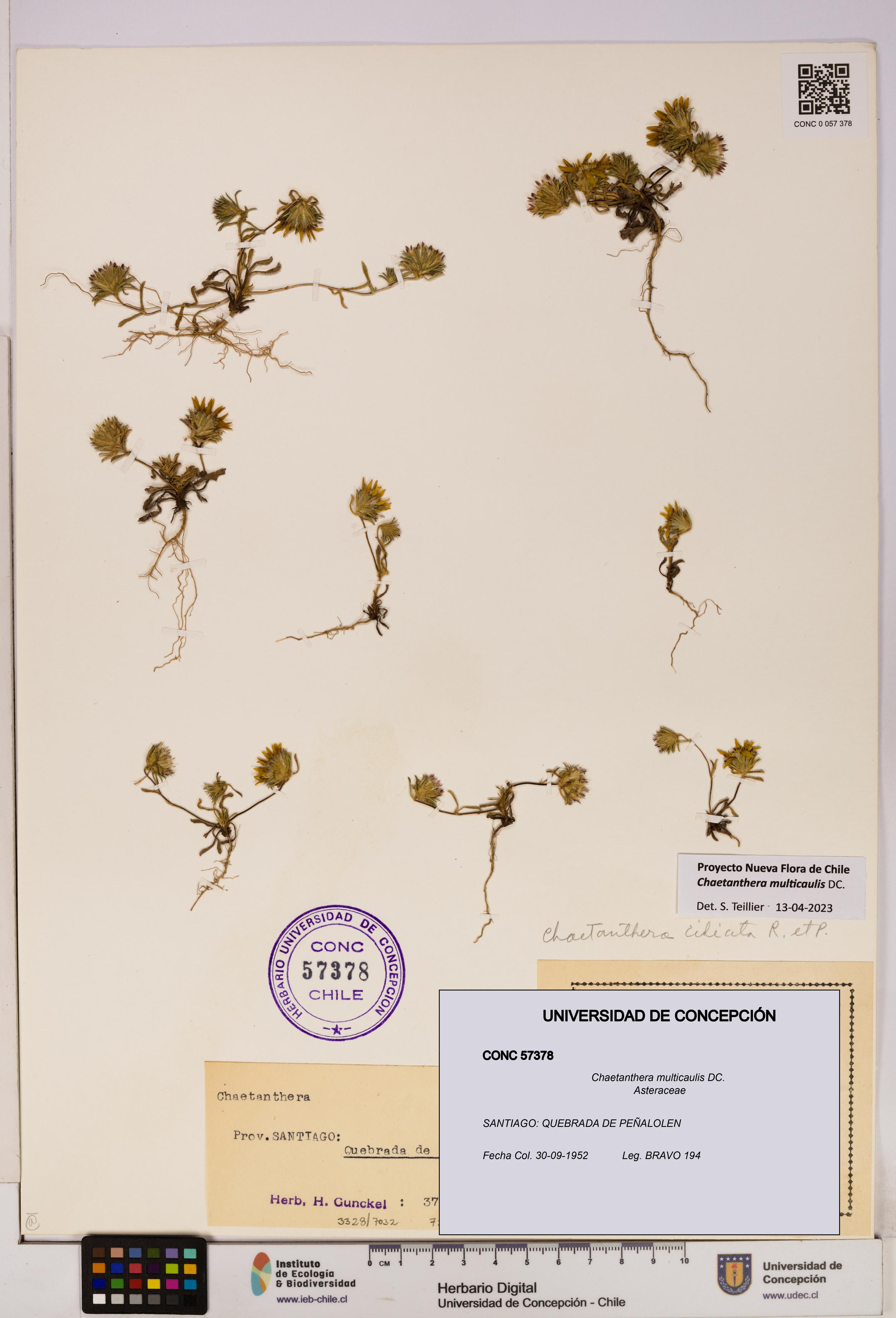 Chaetanthera multicaulis [Espécimen: UDEC:CONC:0057378]