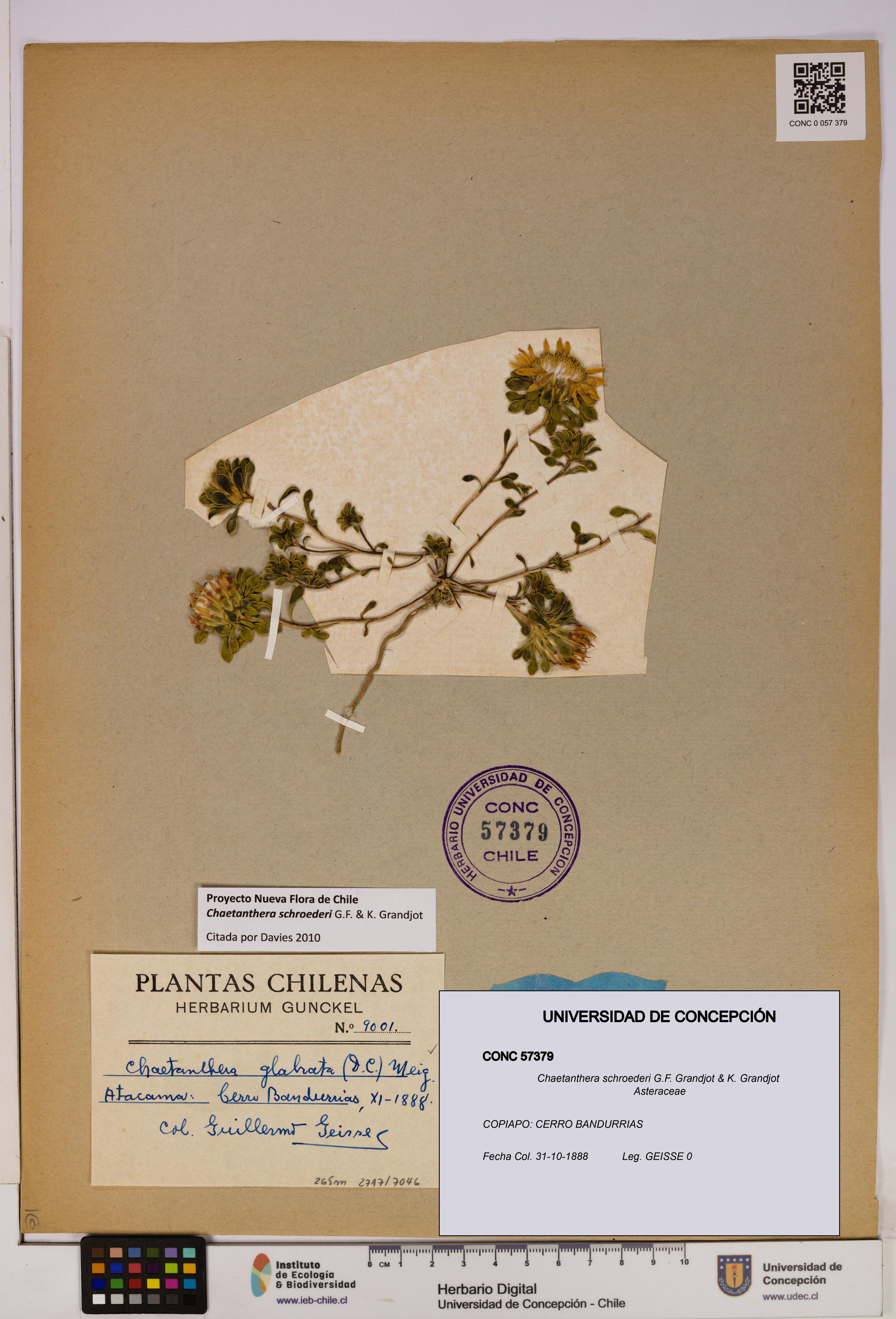 Chaetanthera schroederi [Espécimen: UDEC:CONC:0057379]