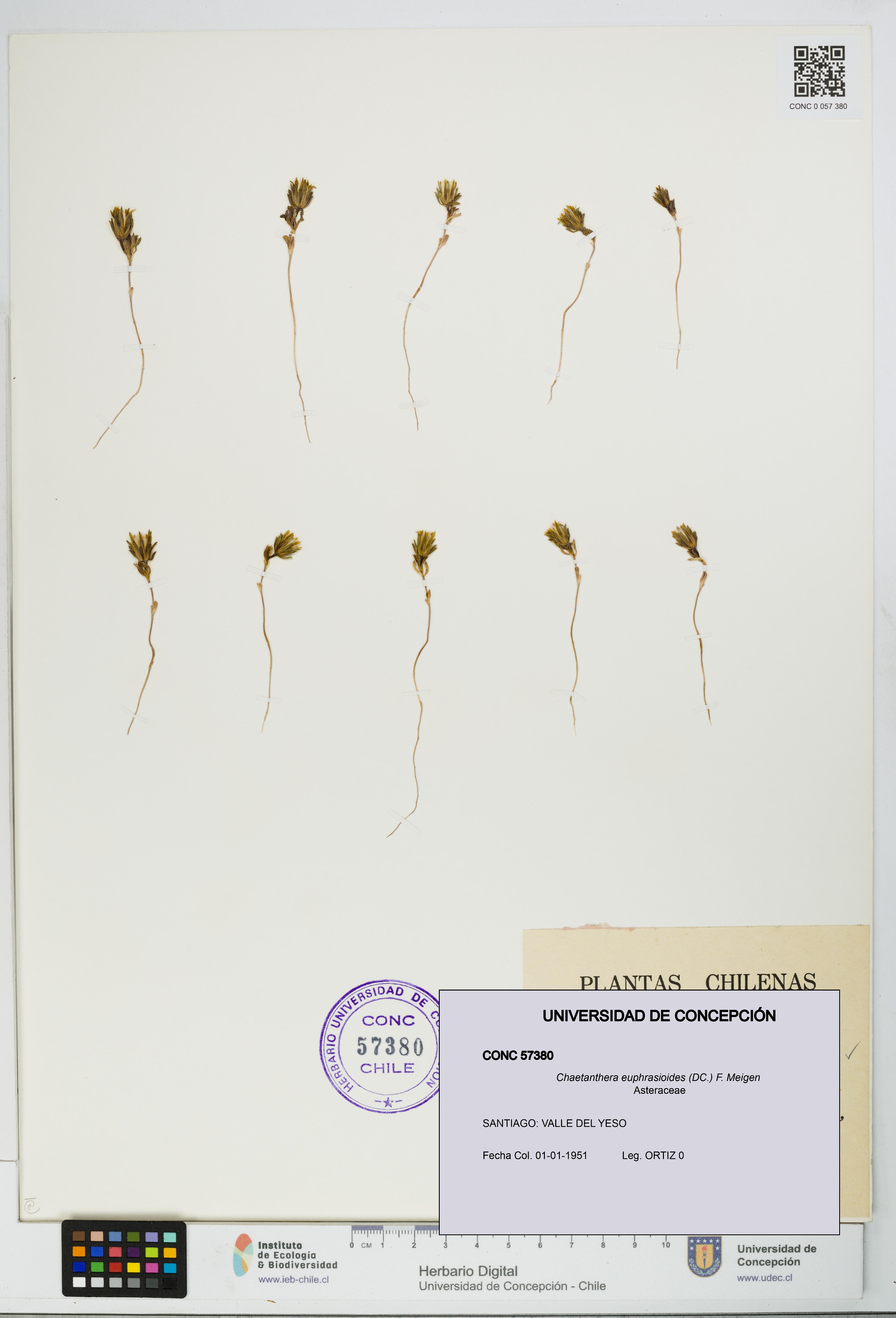Chaetanthera euphrasioides [Espécimen: UDEC:CONC:0057380]