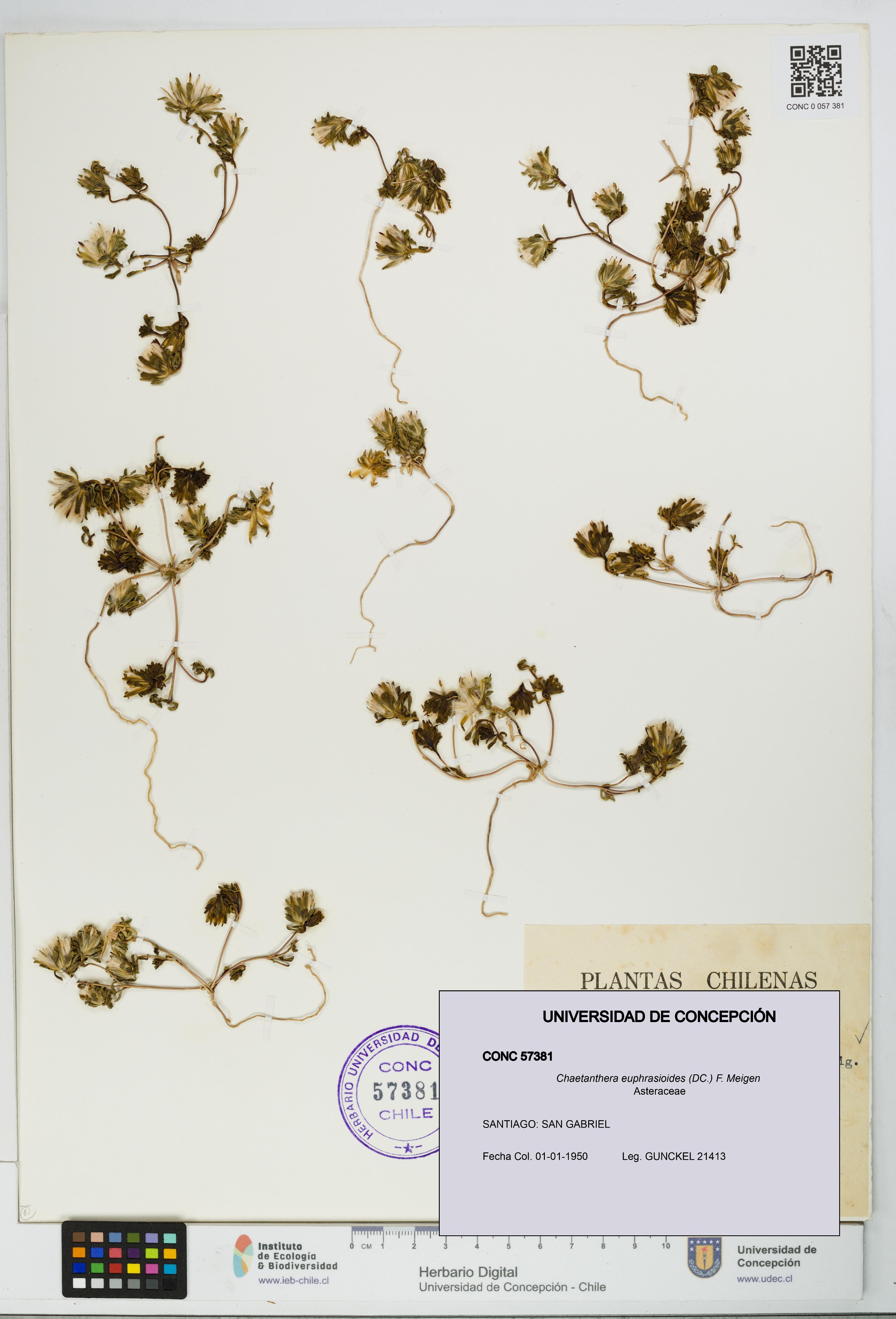 Chaetanthera euphrasioides [Espécimen: UDEC:CONC:0057381]