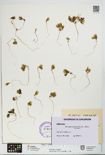 Chaetanthera euphrasioides [Espécimen: UDEC:CONC:0057382]