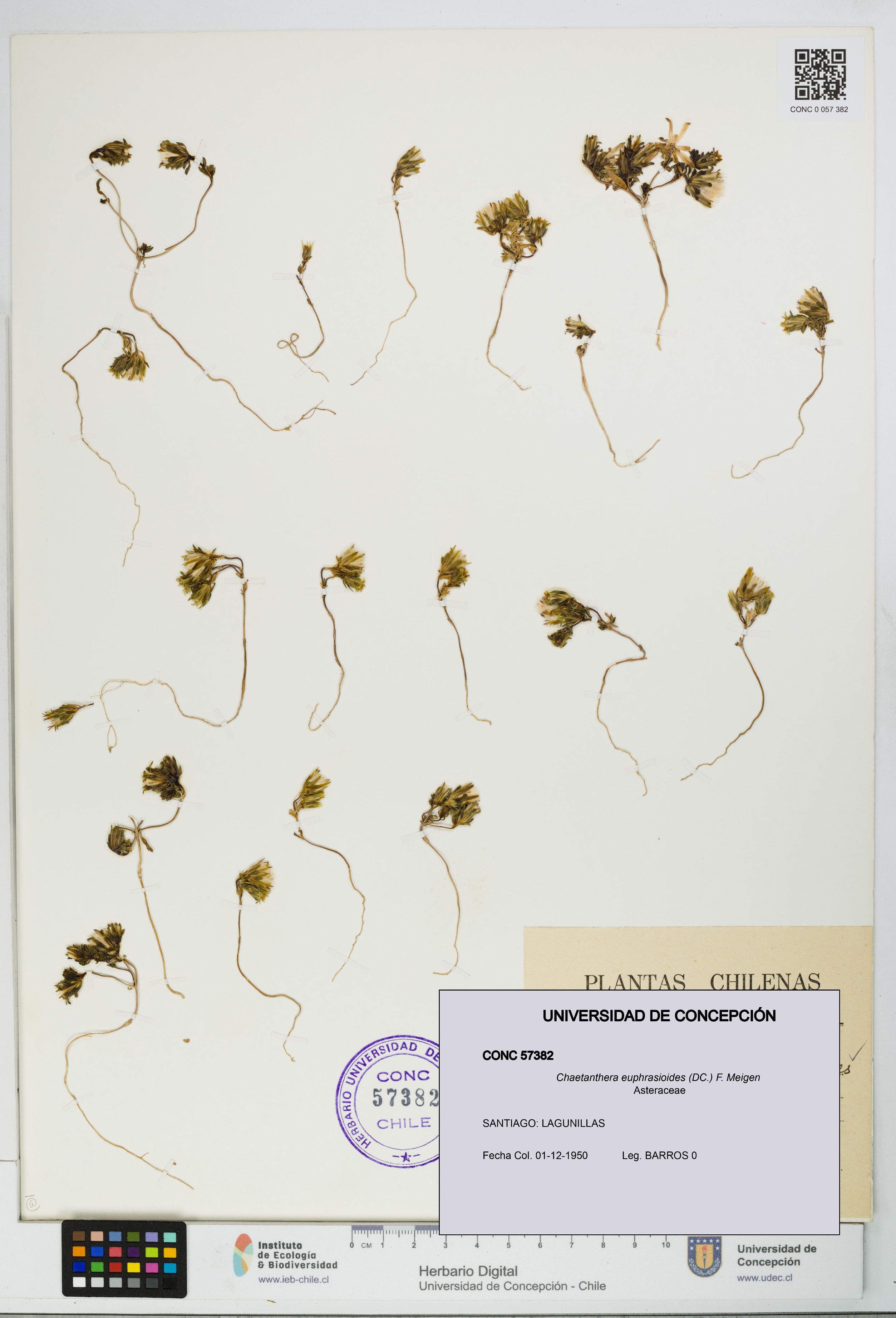 Chaetanthera euphrasioides [Espécimen: UDEC:CONC:0057382]