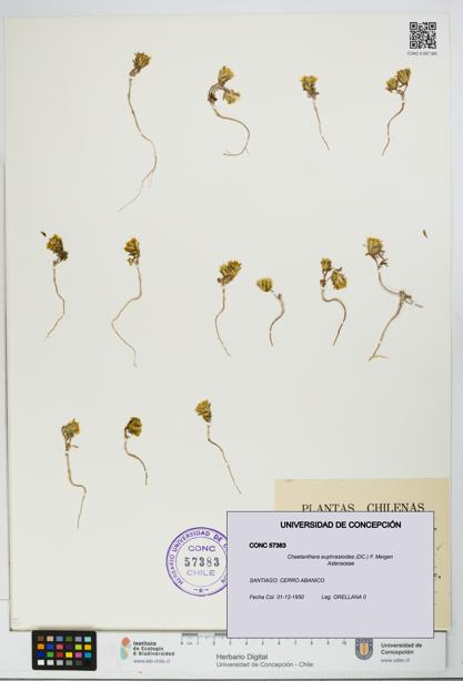 Chaetanthera euphrasioides [Espécimen: UDEC:CONC:0057383]