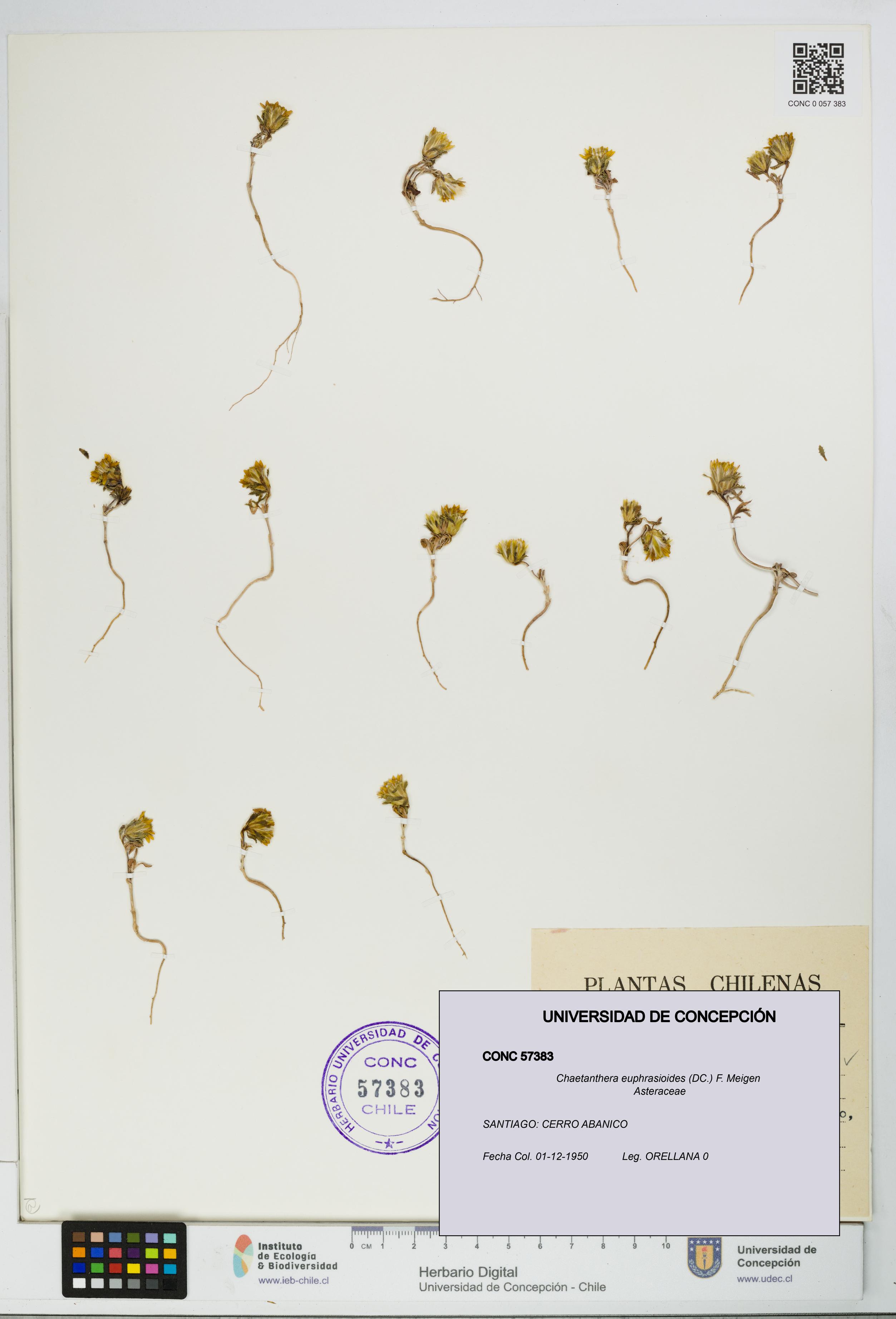 Chaetanthera euphrasioides [Espécimen: UDEC:CONC:0057383]