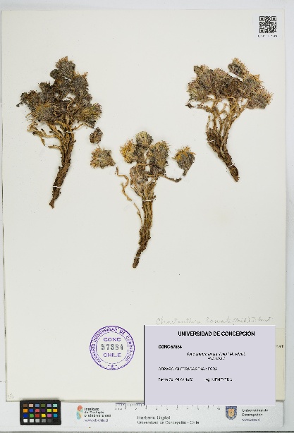 Chaetanthera lanata [Espécimen: UDEC:CONC:0057384]