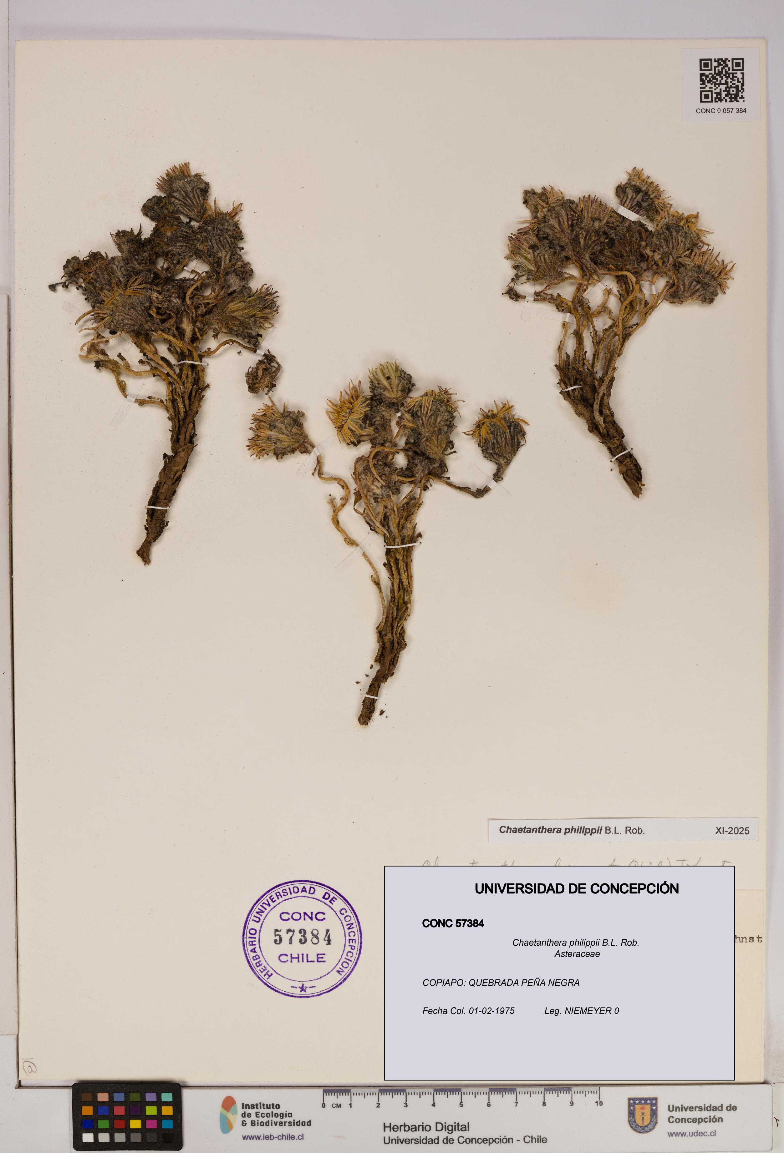 Chaetanthera philippii [Espécimen: UDEC:CONC:0057384]