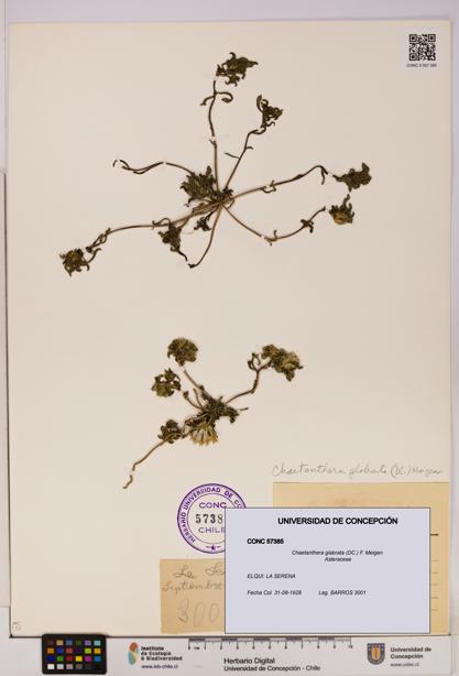 Chaetanthera glabrata [Espécimen: UDEC:CONC:0057385]