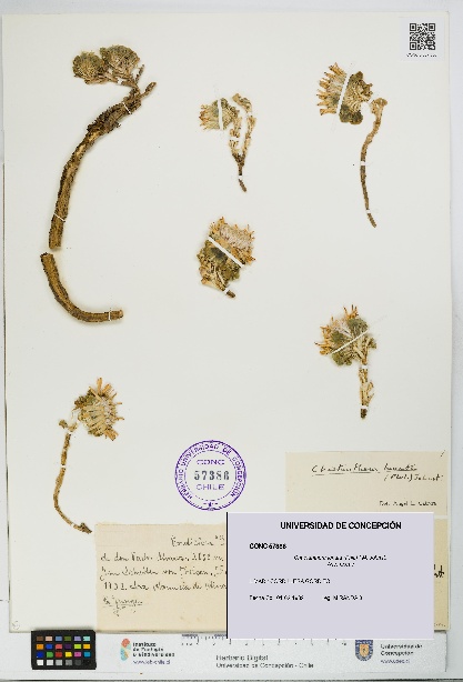 Chaetanthera lanata [Espécimen: UDEC:CONC:0057386]
