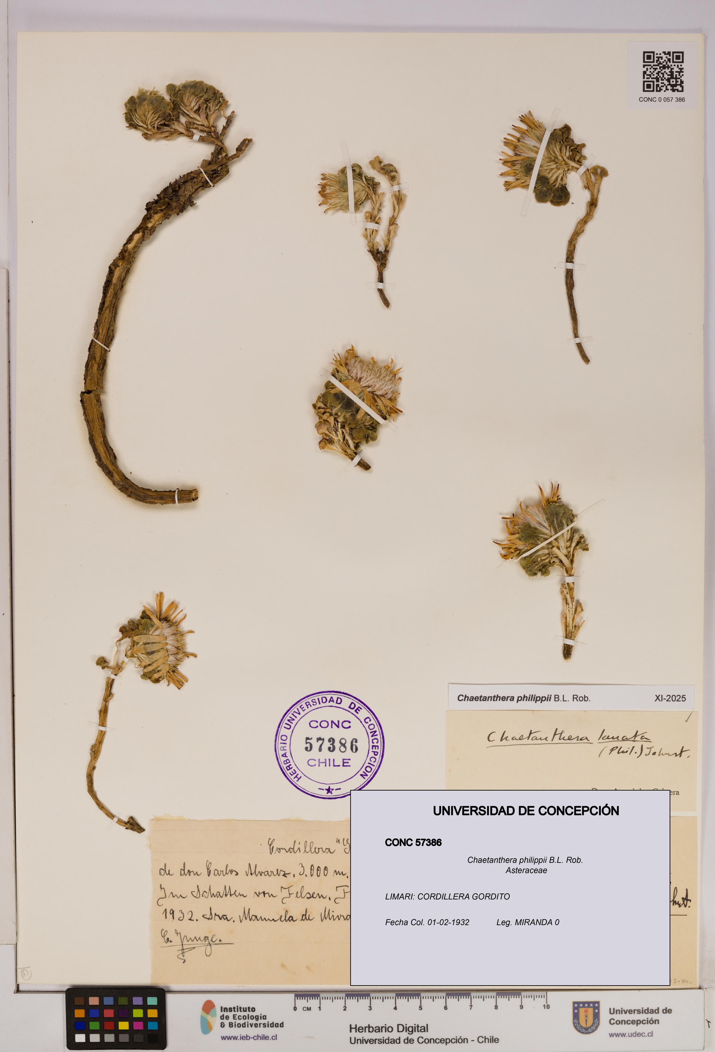 Chaetanthera philippii [Espécimen: UDEC:CONC:0057386]