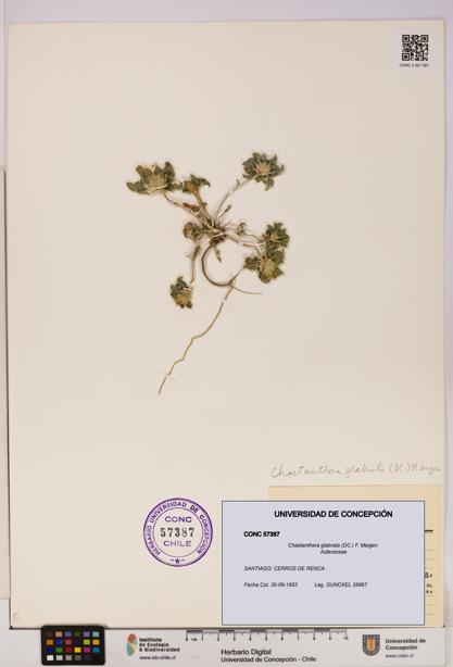 Chaetanthera glabrata [Espécimen: UDEC:CONC:0057387]