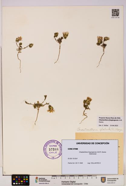 Chaetanthera frayjorgensis [Espécimen: UDEC:CONC:0057388]