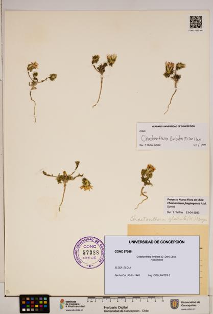 Chaetanthera limbata [Espécimen: ]