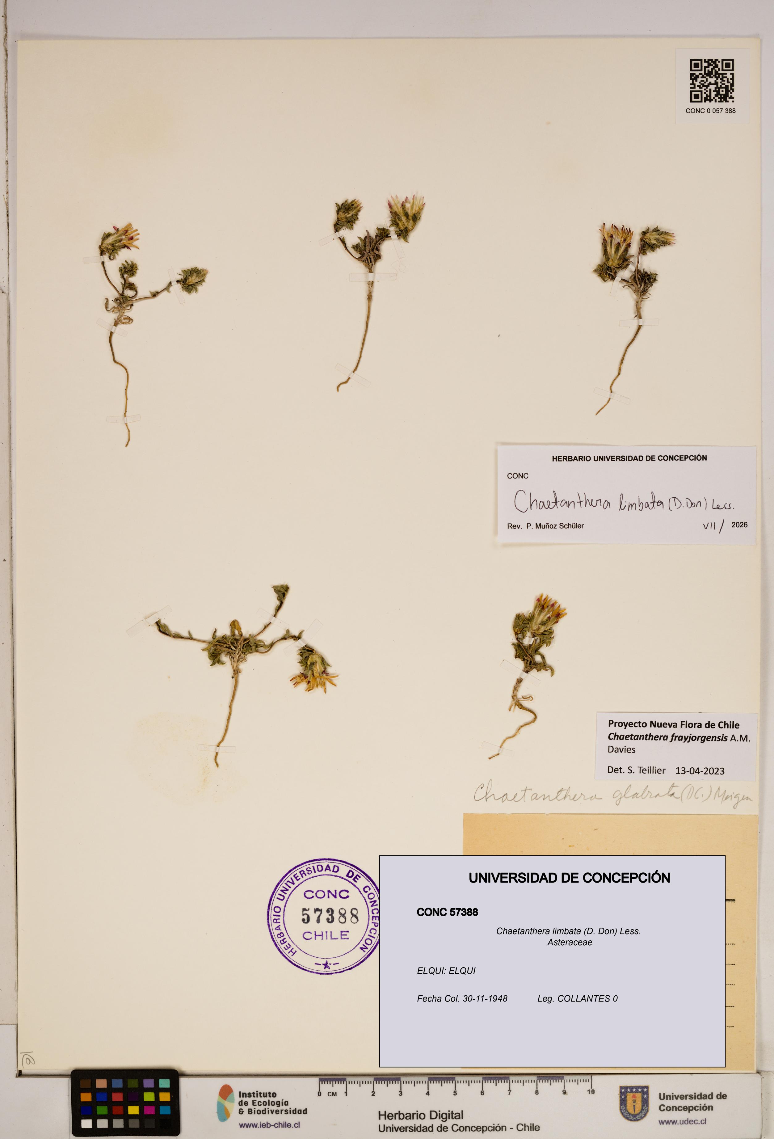 Chaetanthera limbata [Espécimen: ]