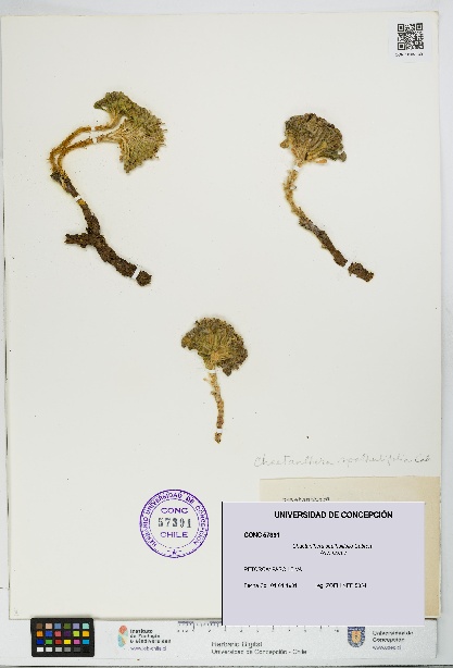 Chaetanthera spathulifolia [Espécimen: UDEC:CONC:0057391]