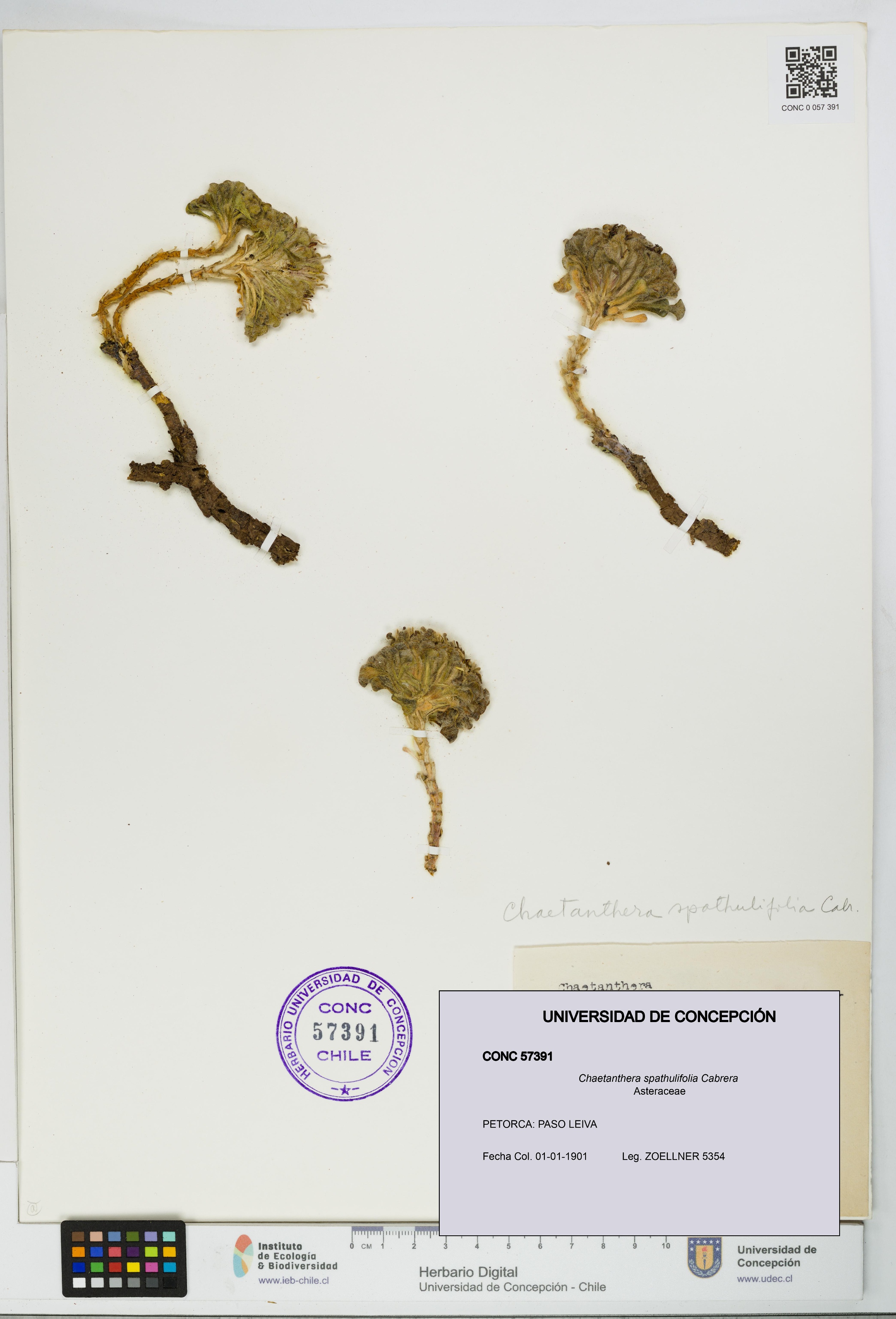 Chaetanthera spathulifolia [Espécimen: UDEC:CONC:0057391]