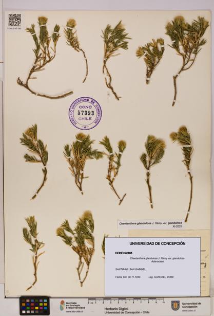 Chaetanthera glandulosa var. glandulosa [Espécimen: UDEC:CONC:0057393]