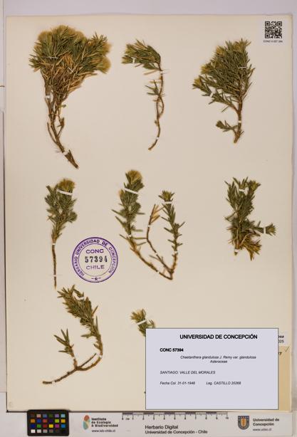 Chaetanthera glandulosa var. glandulosa [Espécimen: UDEC:CONC:0057394]