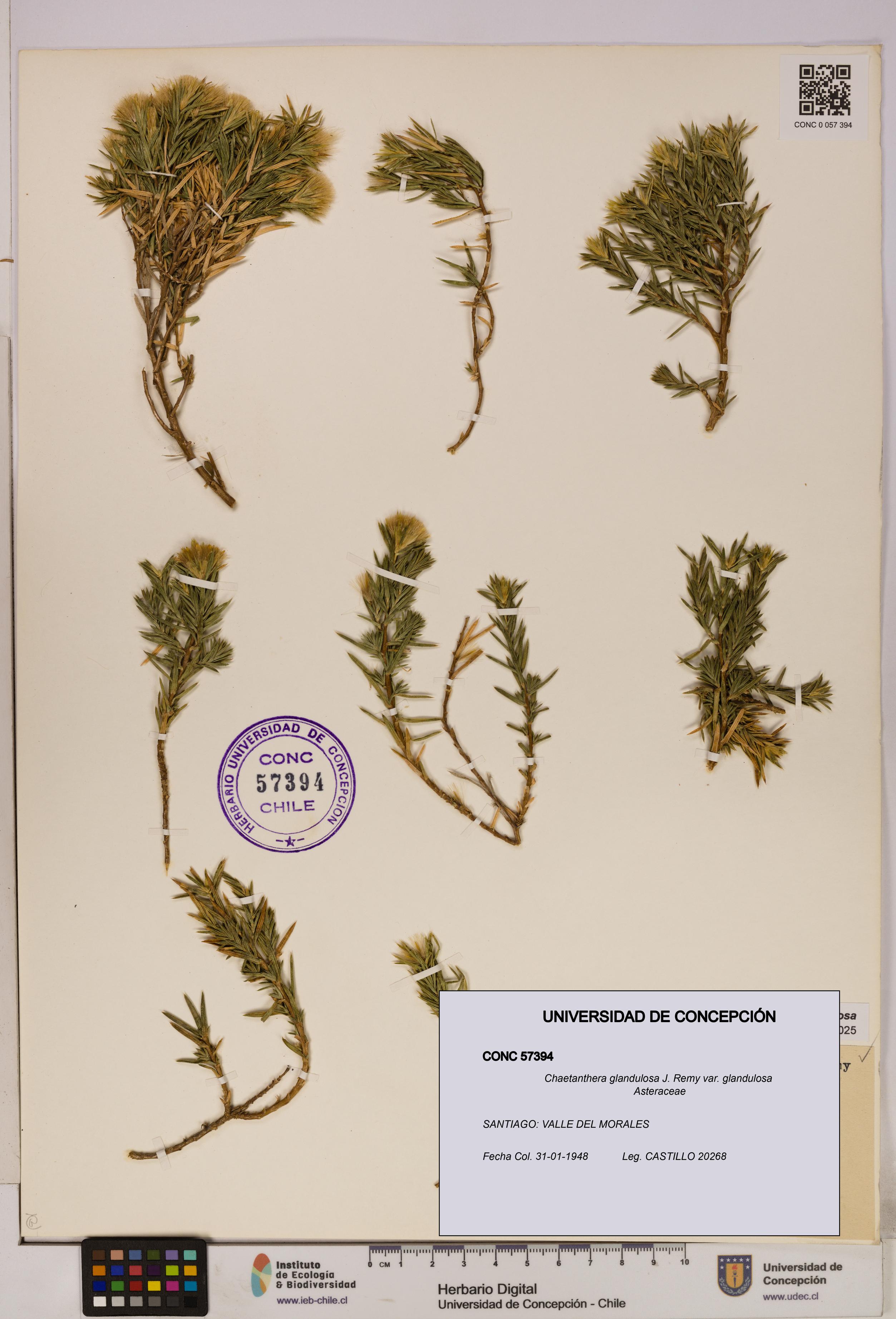 Chaetanthera glandulosa var. glandulosa [Espécimen: UDEC:CONC:0057394]