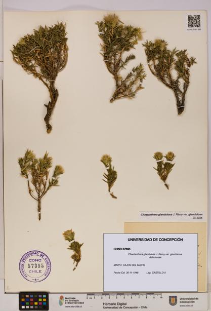 Chaetanthera glandulosa var. glandulosa [Espécimen: UDEC:CONC:0057395]