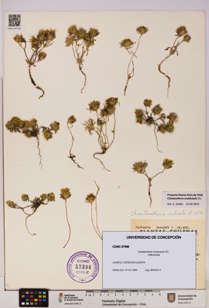 Chaetanthera multicaulis [Espécimen: UDEC:CONC:0057396]