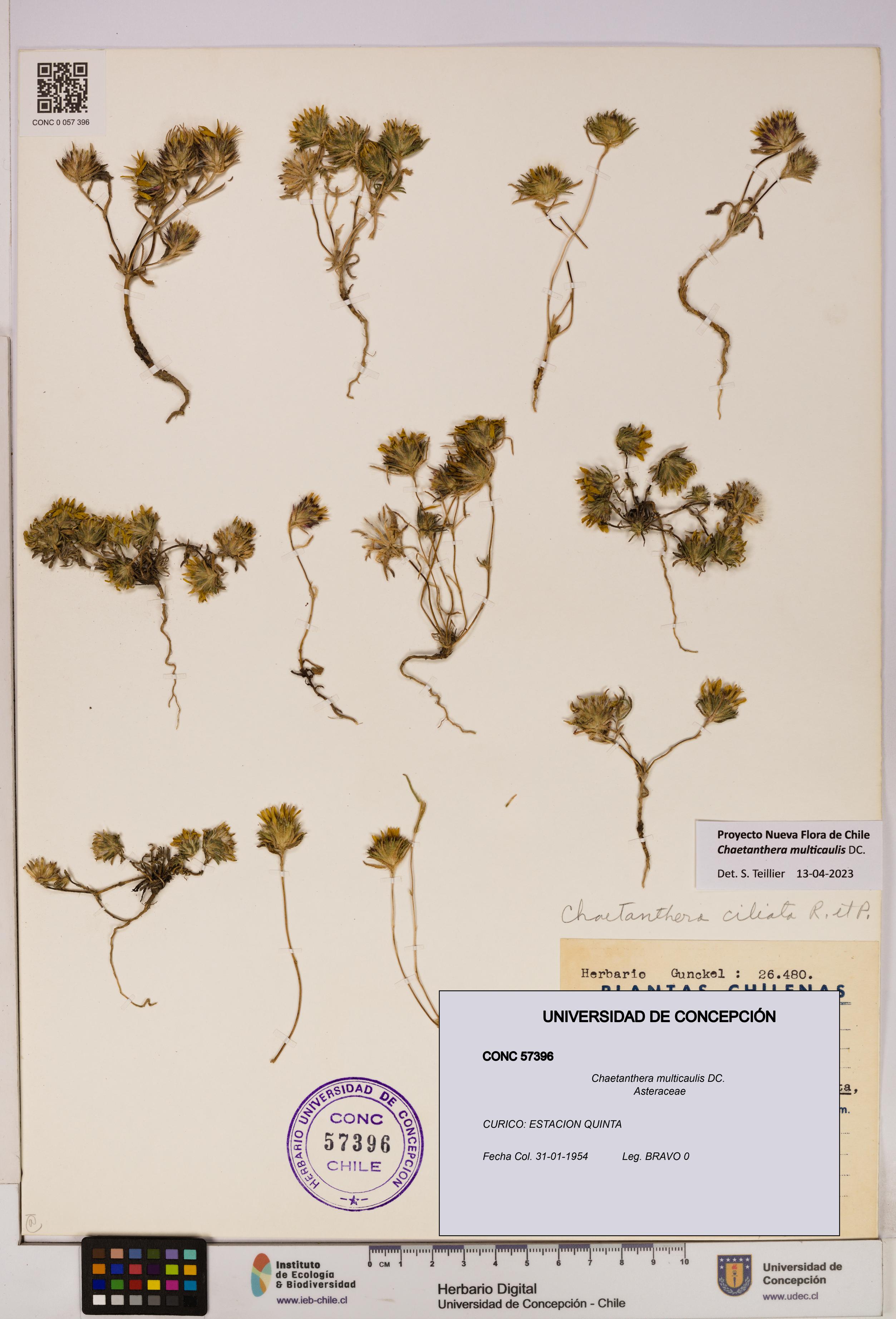 Chaetanthera multicaulis [Espécimen: UDEC:CONC:0057396]