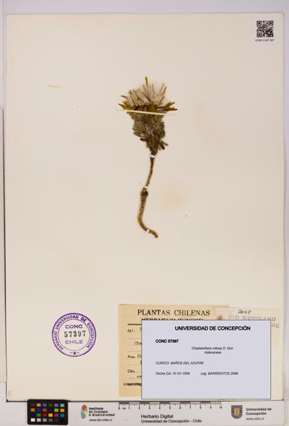 Chaetanthera villosa [Espécimen: UDEC:CONC:0057397]