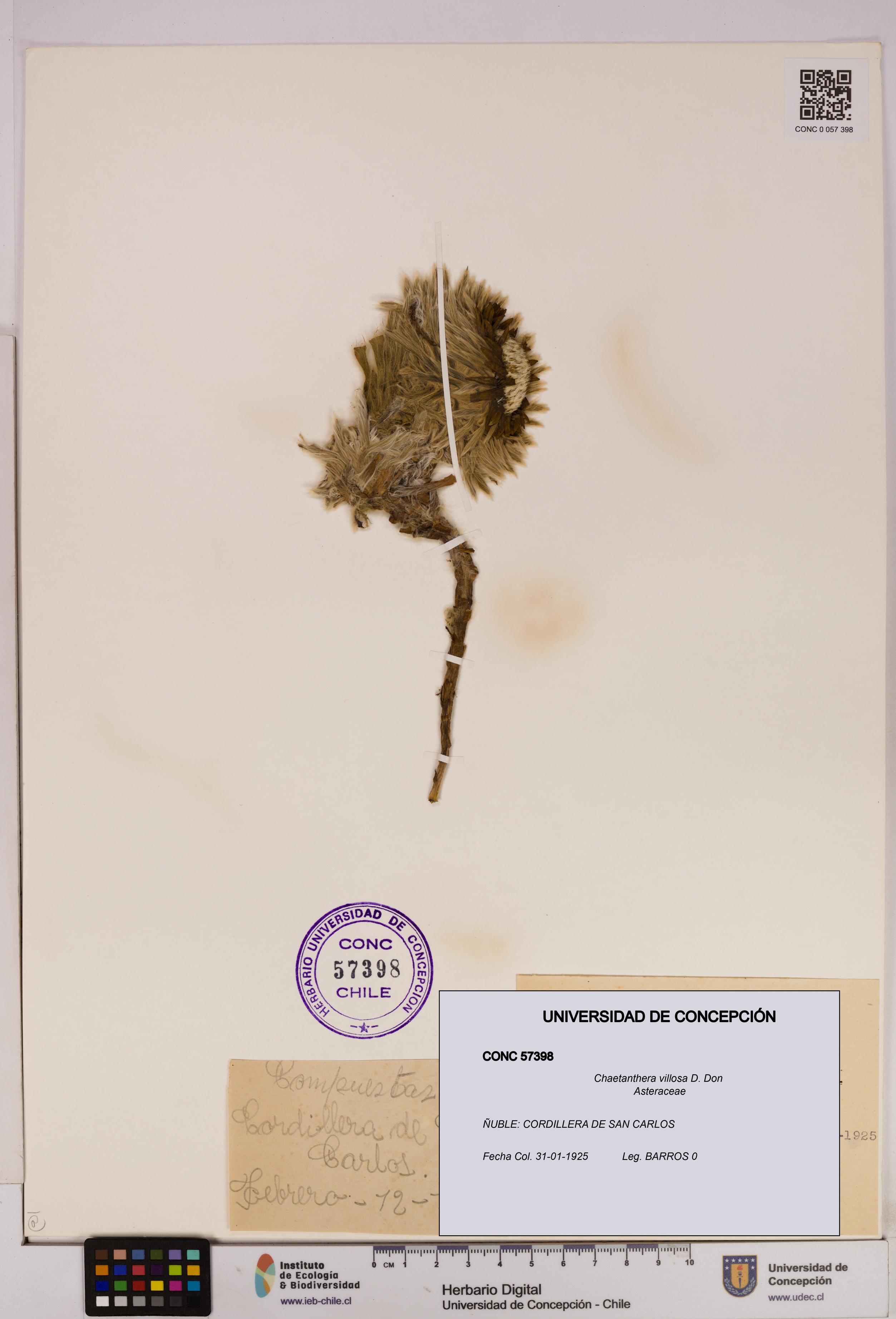 Chaetanthera villosa [Espécimen: UDEC:CONC:0057398]