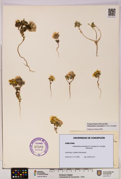 Chaetanthera schroederi [Espécimen: UDEC:CONC:0057401]