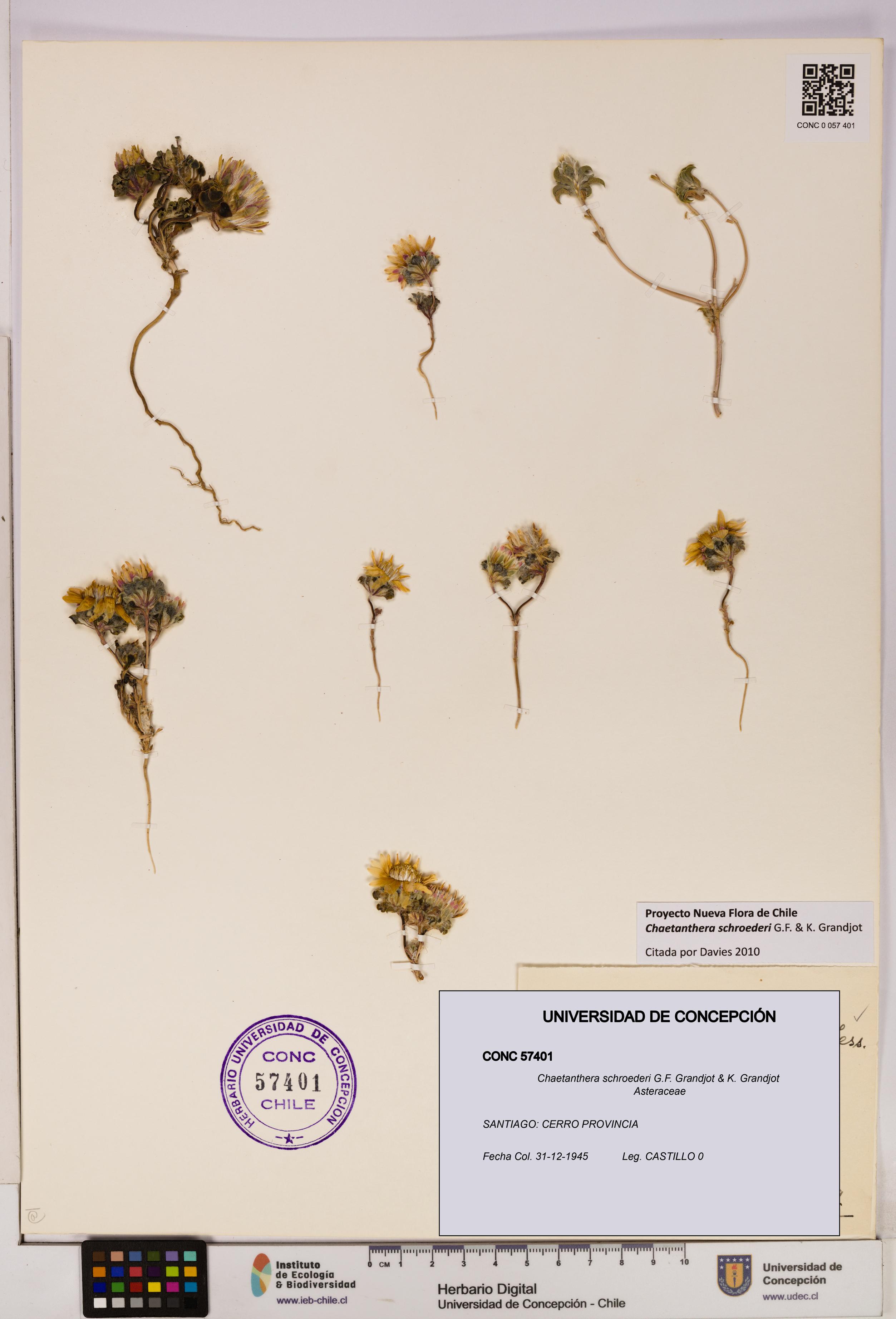 Chaetanthera schroederi [Espécimen: UDEC:CONC:0057401]