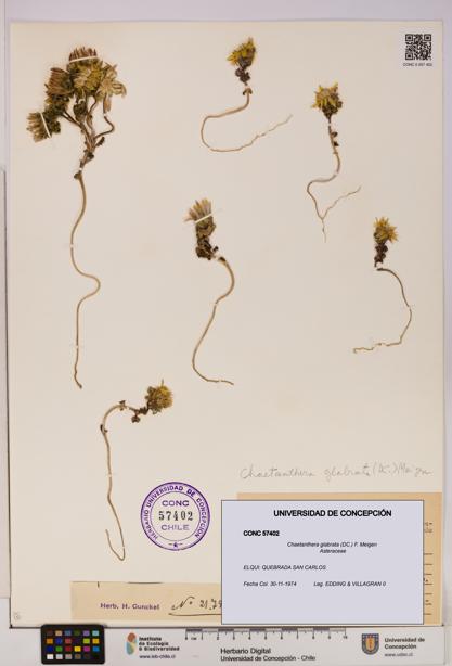 Chaetanthera glabrata [Espécimen: UDEC:CONC:0057402]