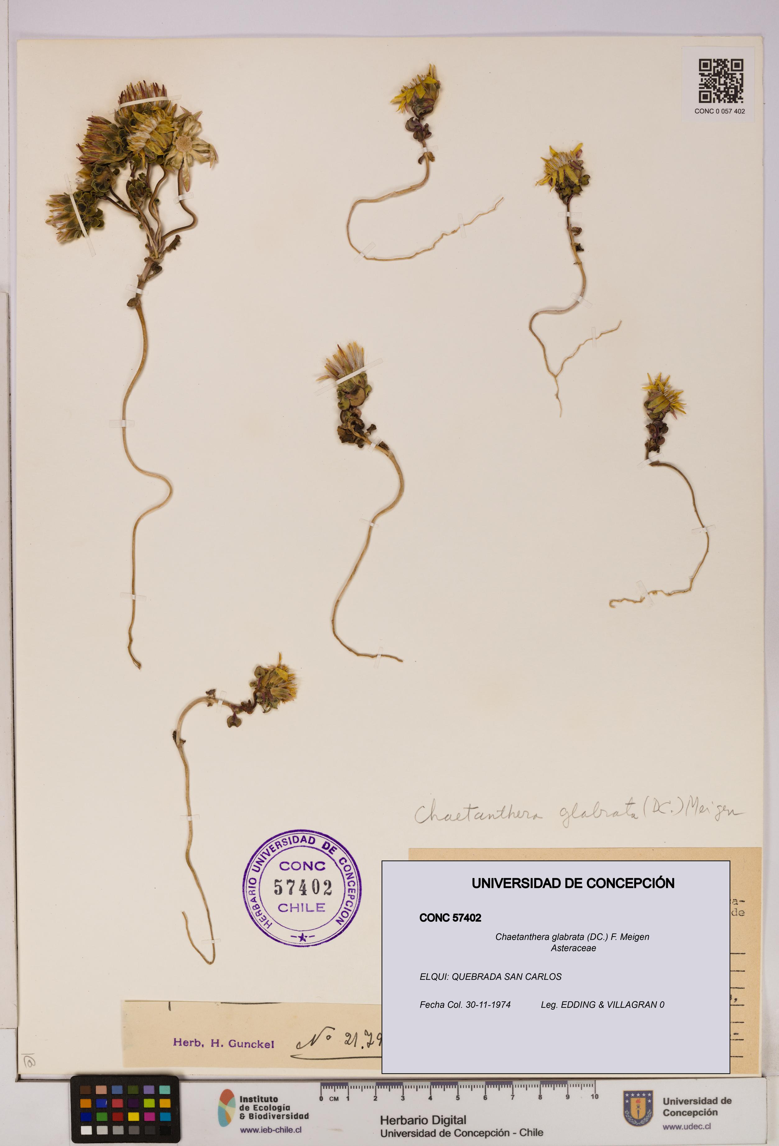 Chaetanthera glabrata [Espécimen: UDEC:CONC:0057402]