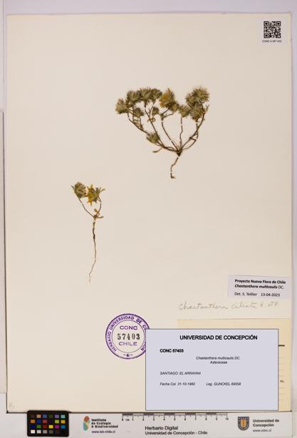 Chaetanthera multicaulis [Espécimen: UDEC:CONC:0057403]