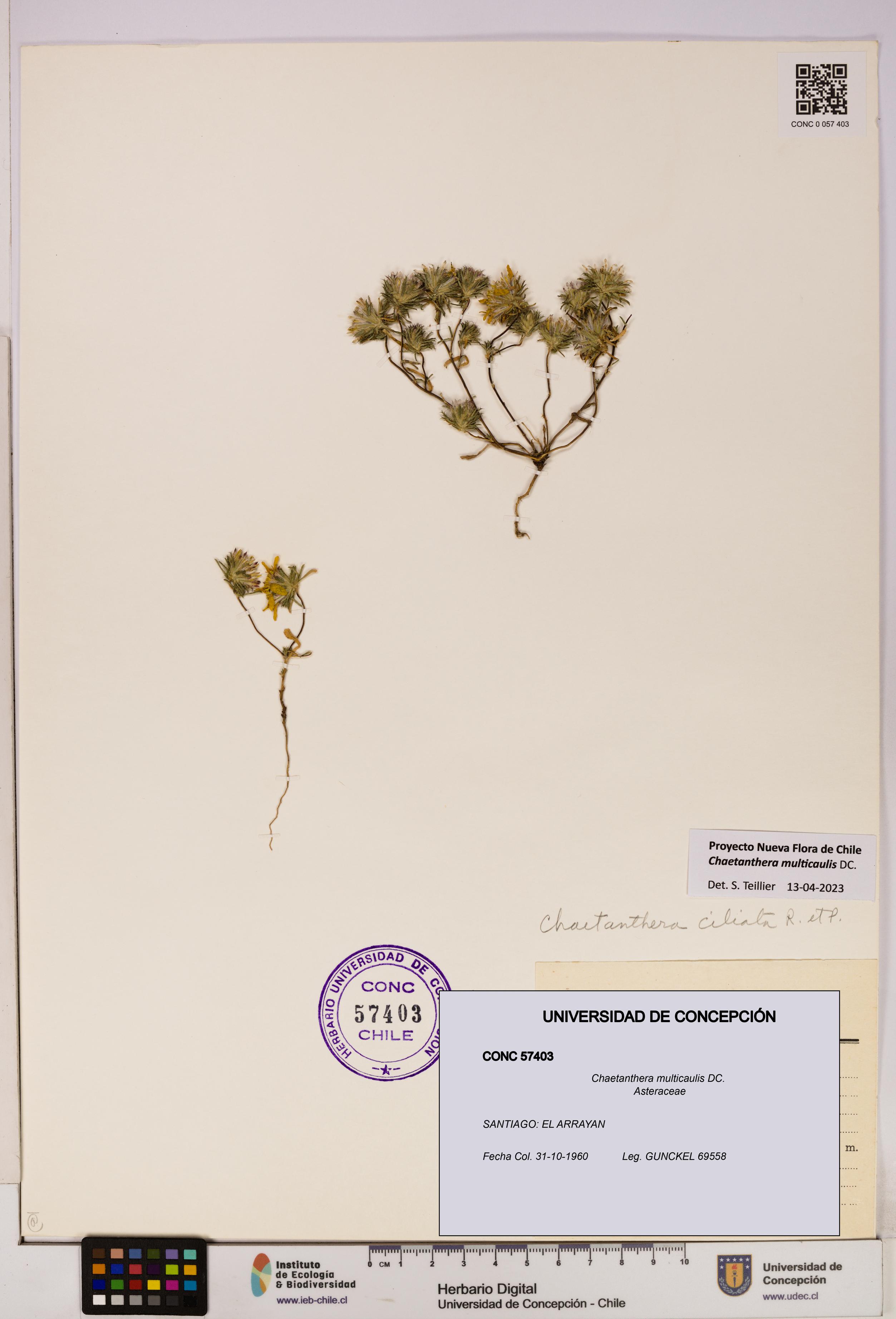 Chaetanthera multicaulis [Espécimen: UDEC:CONC:0057403]