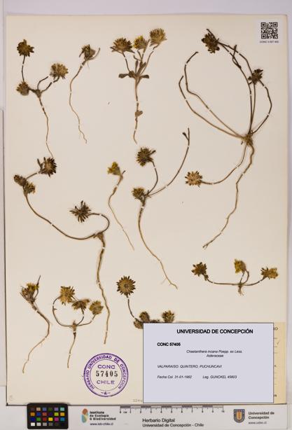 Chaetanthera incana [Espécimen: UDEC:CONC:0057405]