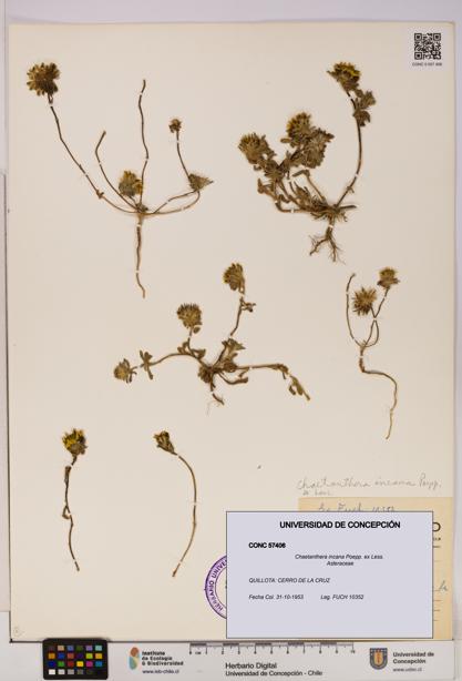 Chaetanthera incana [Espécimen: UDEC:CONC:0057406]