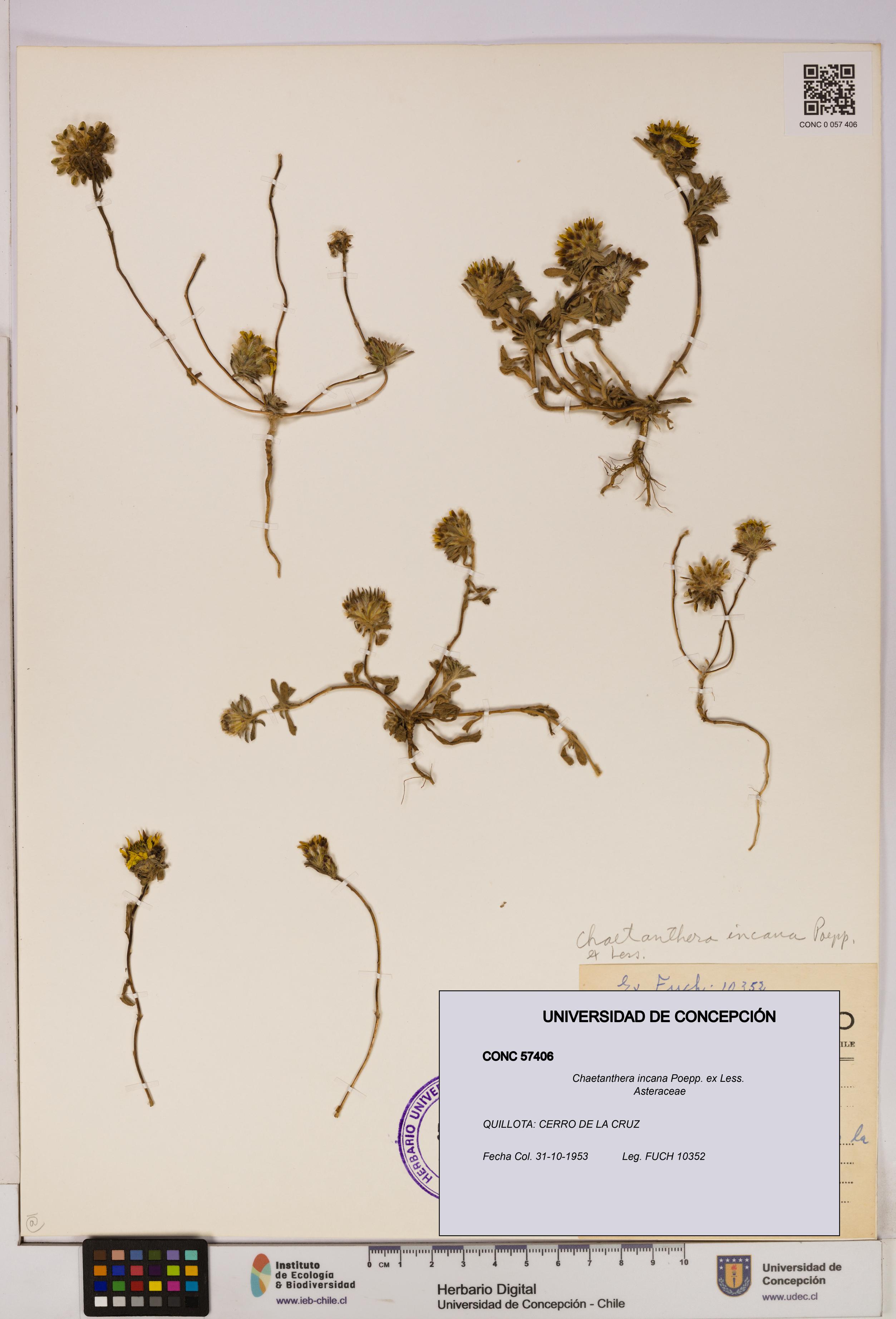 Chaetanthera incana [Espécimen: UDEC:CONC:0057406]