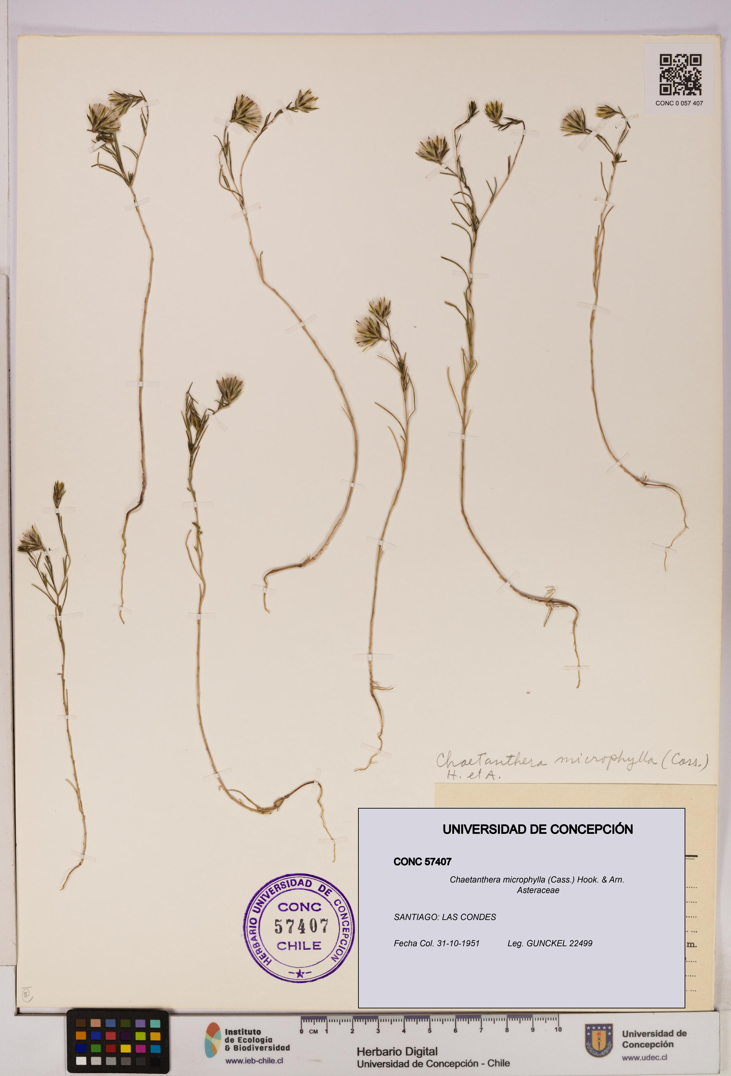 Chaetanthera microphylla [Espécimen: UDEC:CONC:0057407]