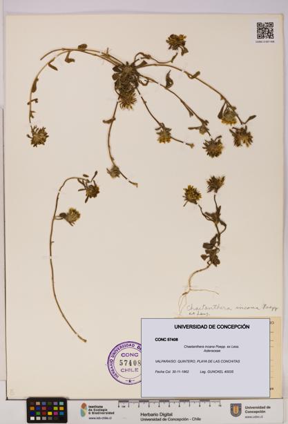 Chaetanthera incana [Espécimen: UDEC:CONC:0057408]