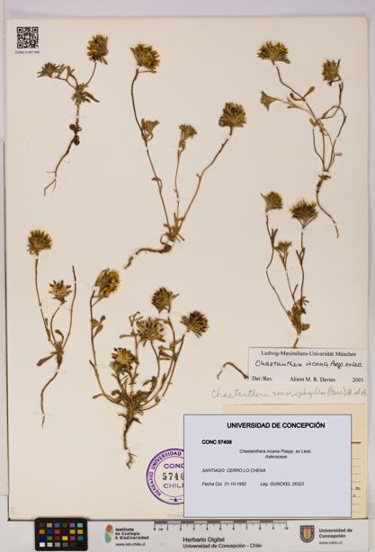Chaetanthera incana [Espécimen: UDEC:CONC:0057409]