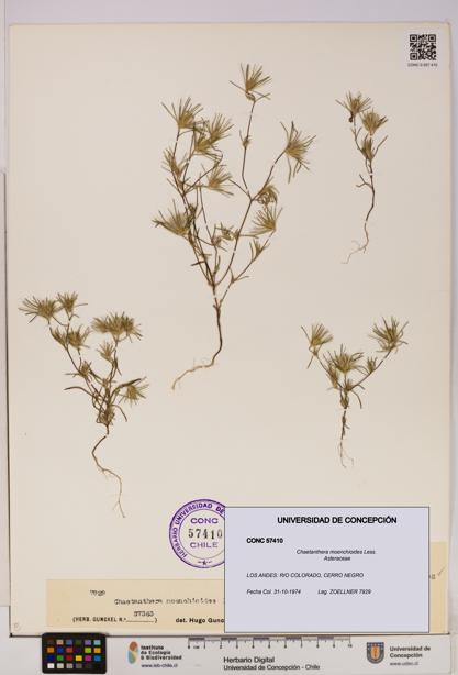 Chaetanthera moenchioides [Espécimen: UDEC:CONC:0057410]