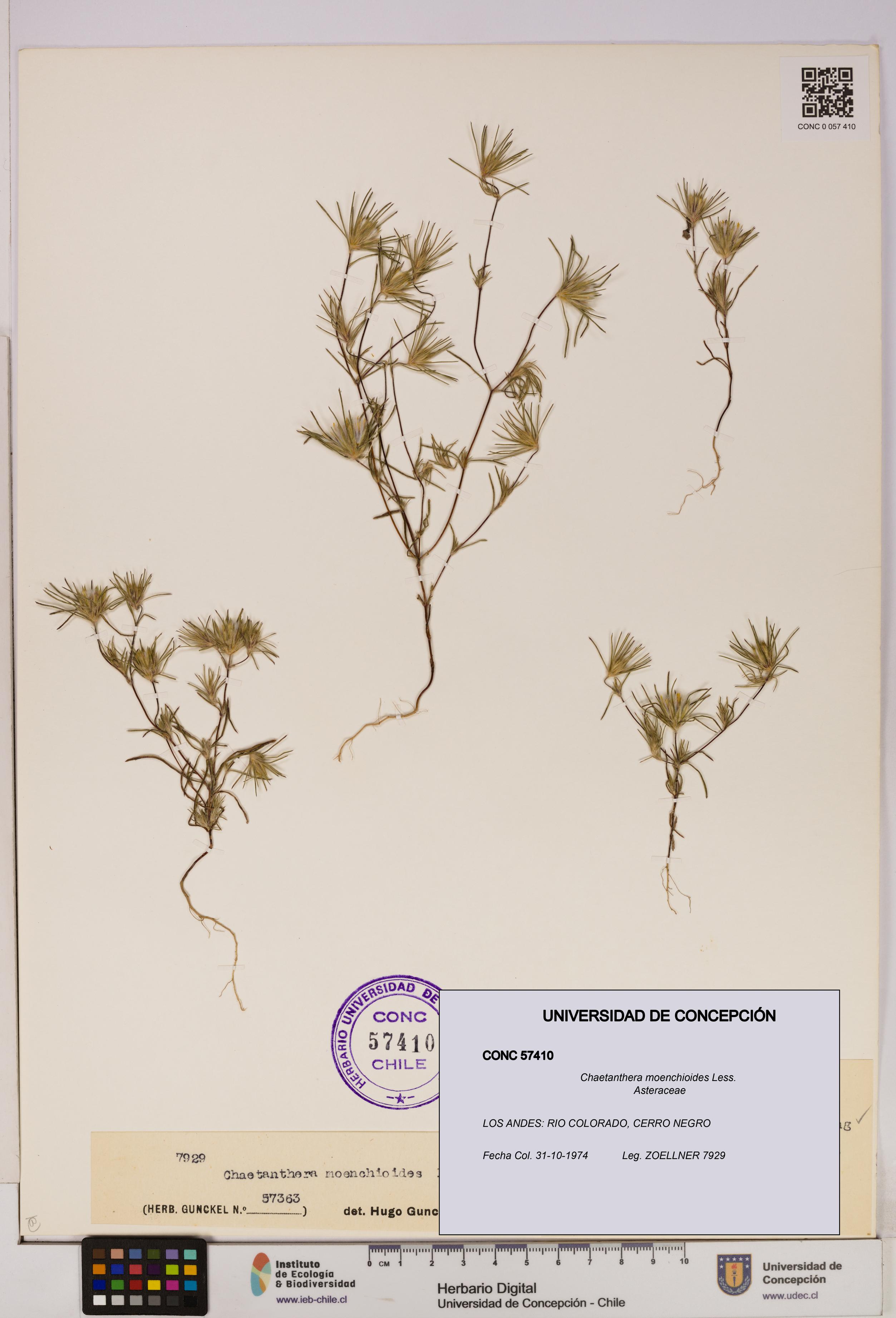 Chaetanthera moenchioides [Espécimen: UDEC:CONC:0057410]