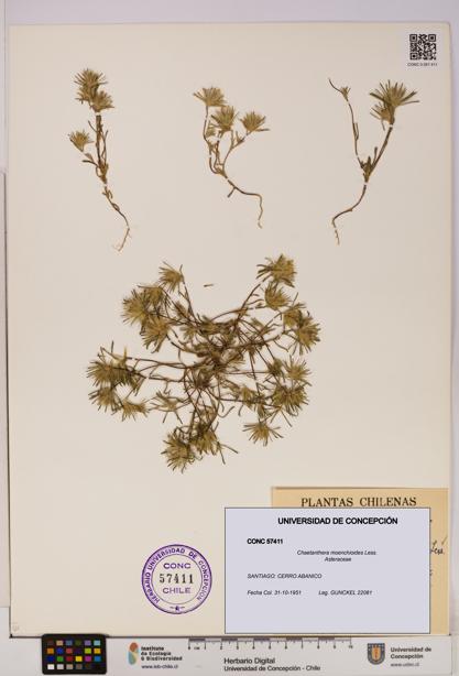 Chaetanthera moenchioides [Espécimen: UDEC:CONC:0057411]