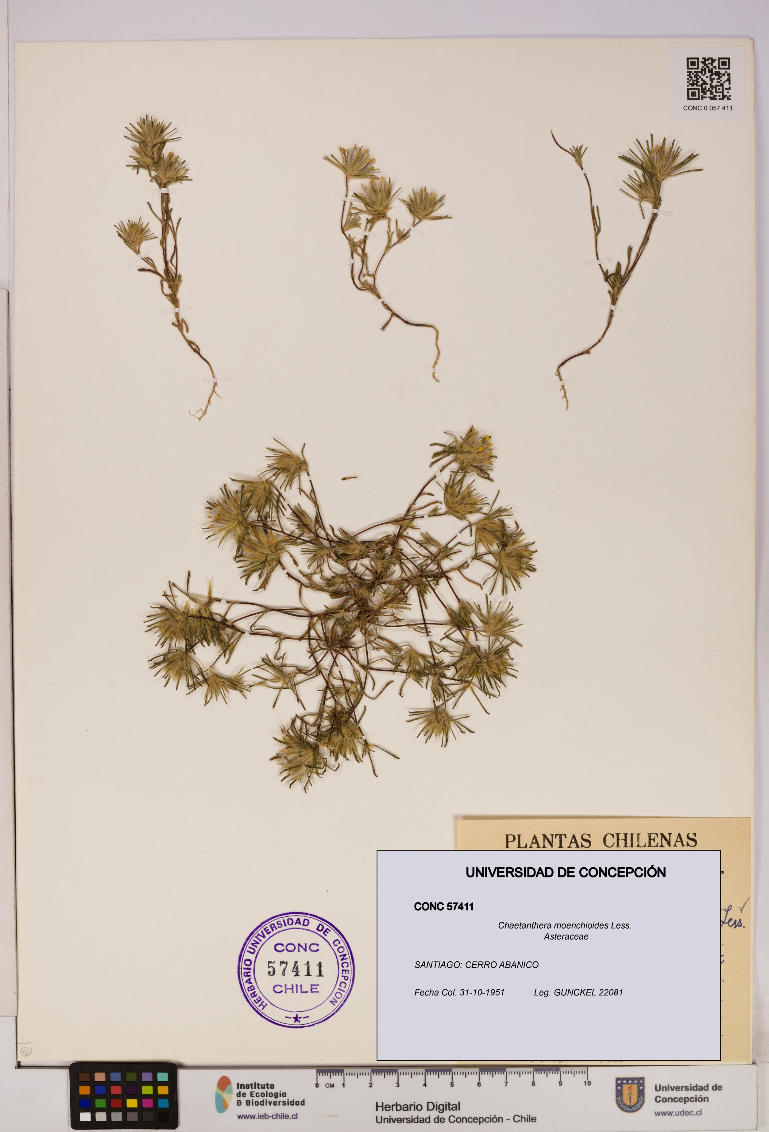 Chaetanthera moenchioides [Espécimen: UDEC:CONC:0057411]