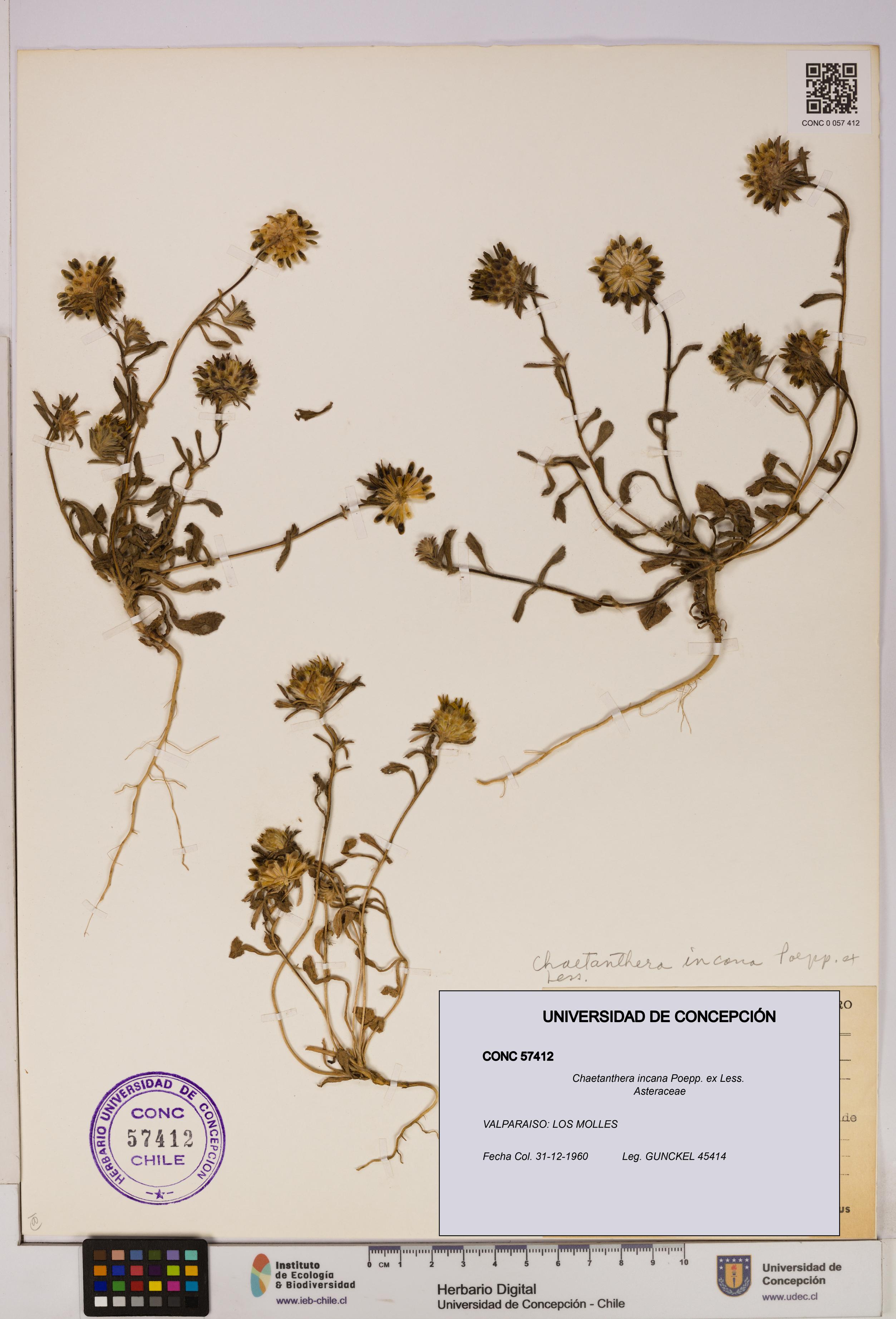 Chaetanthera incana [Espécimen: UDEC:CONC:0057412]