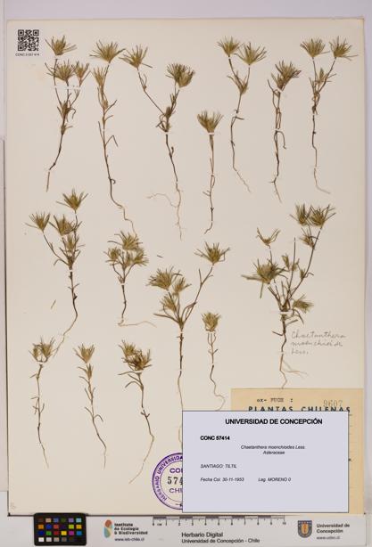 Chaetanthera moenchioides [Espécimen: UDEC:CONC:0057414]